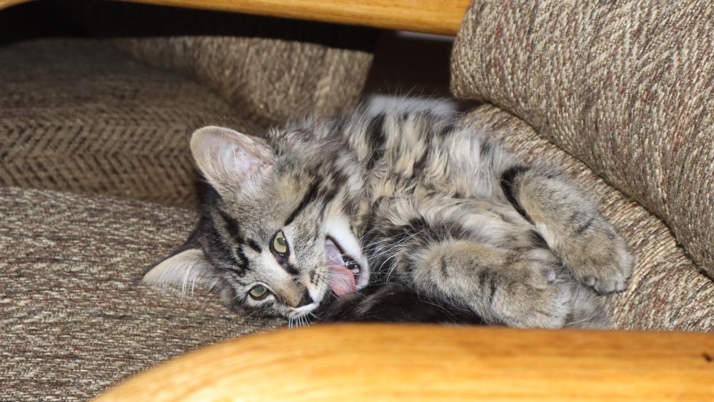 Milo Yawning wallpaper
