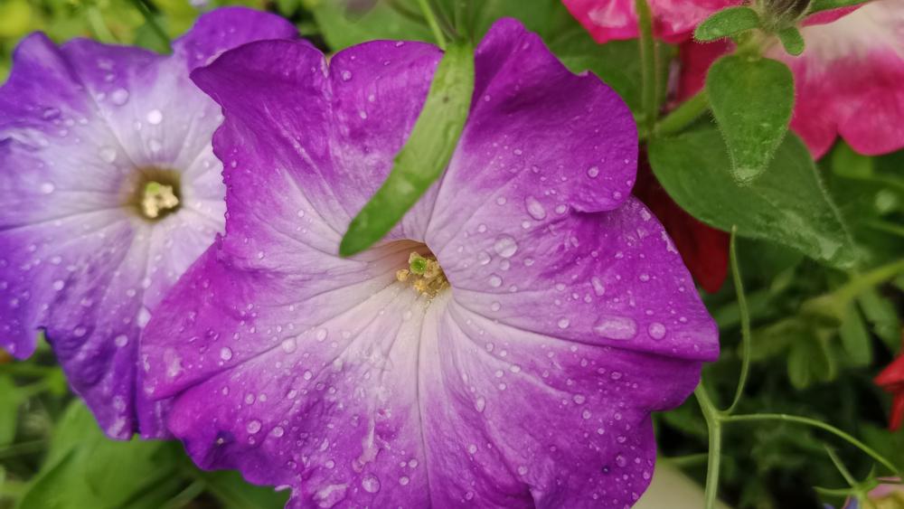 Vibrant Blooms with Morning Dew in 5K wallpaper