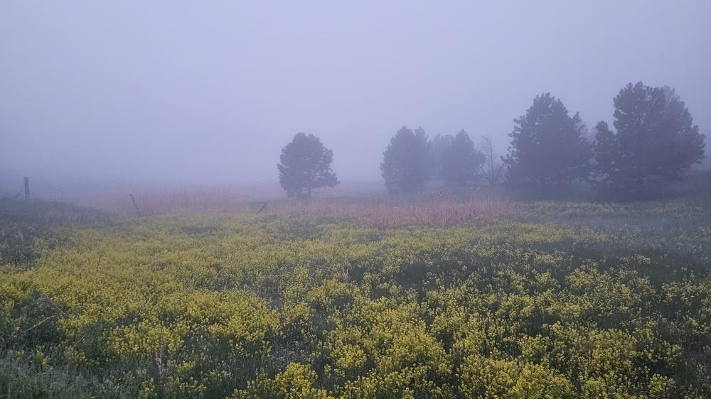 Foggy morning in Colorado wallpaper