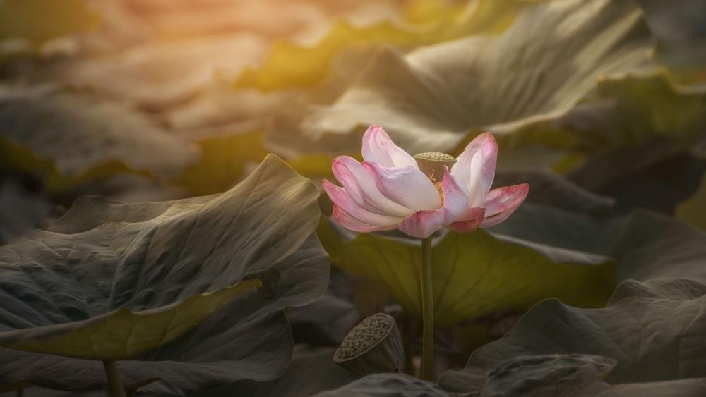 Lotus Serenity in Soft Sunlight wallpaper