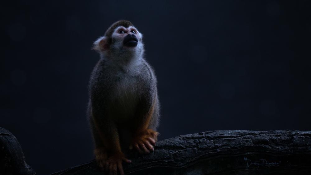 Monkey in the Moonlit Silence wallpaper