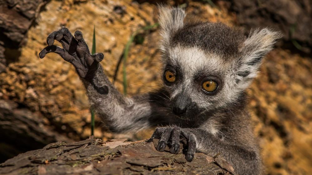 Lively Lemur in Nature's Playground wallpaper