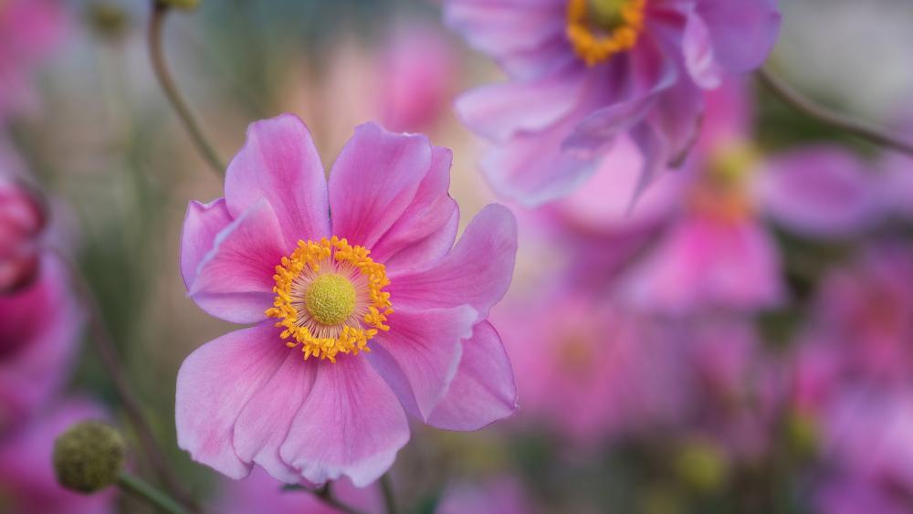 Pink Blossom Splendor in Focus wallpaper