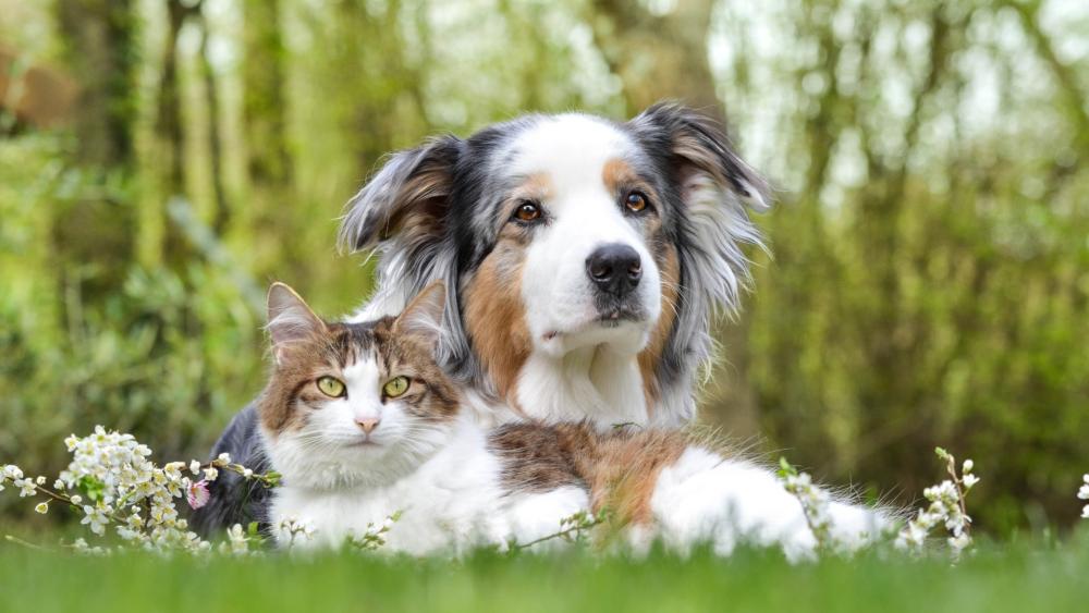 Bond of Friendship in Nature's Embrace wallpaper