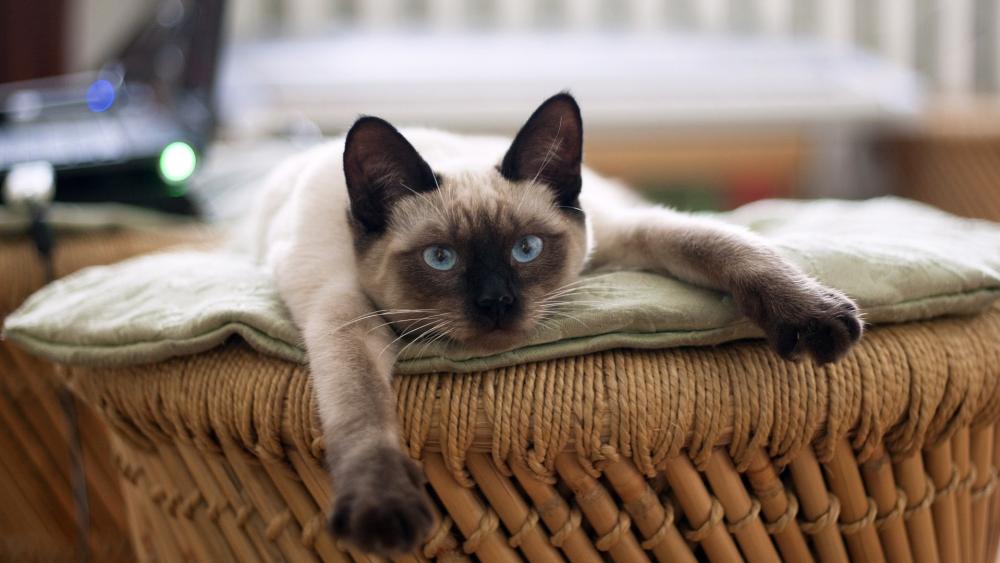 Siamese Cat Relaxing on Wicker Chair wallpaper