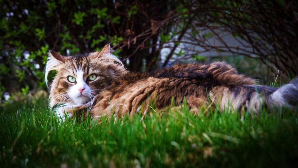 Long-Haired Cat Resting in Lush Greenery wallpaper