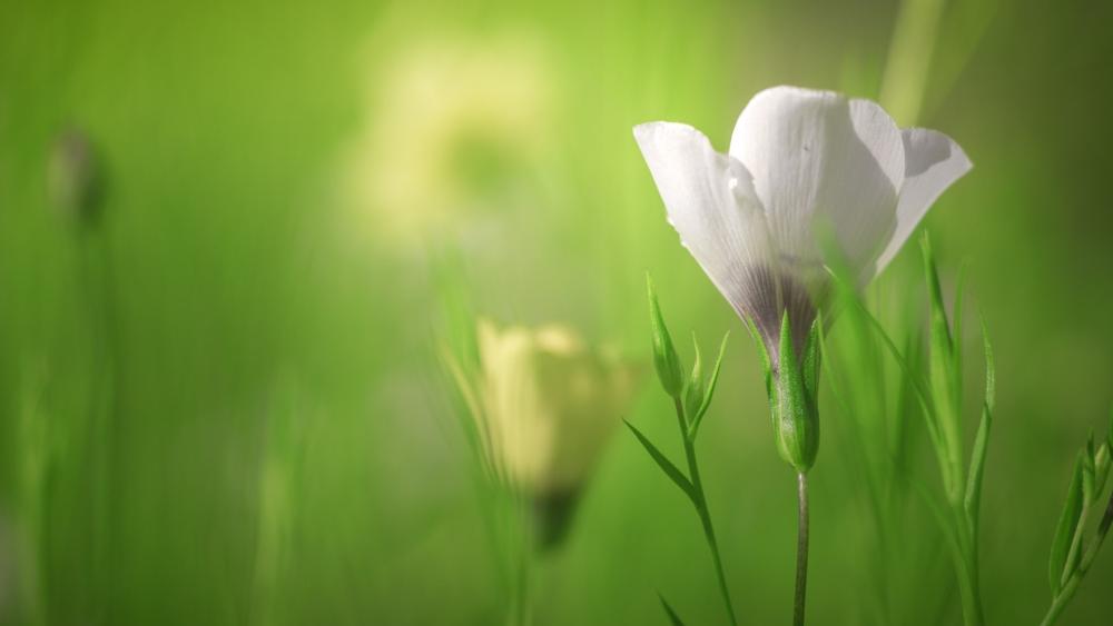 Delicate White Blossom in Gentle Green Surroundings wallpaper