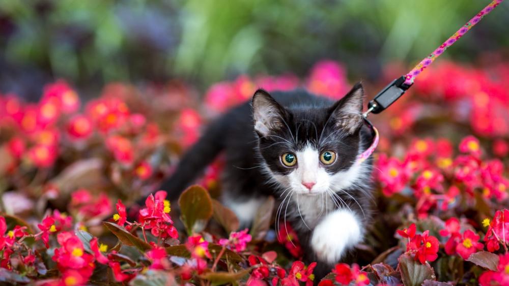 Playful Kitten Exploring in a Flower Garden wallpaper