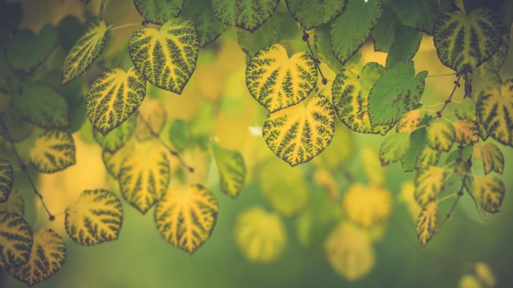 Green Symphony A Dance of Leaves in Nature's Palette wallpaper
