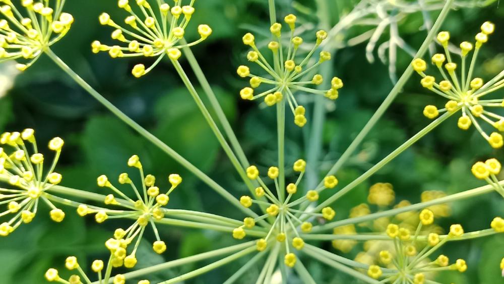 Delicate Beauty of Dill Flowers Close-Up wallpaper