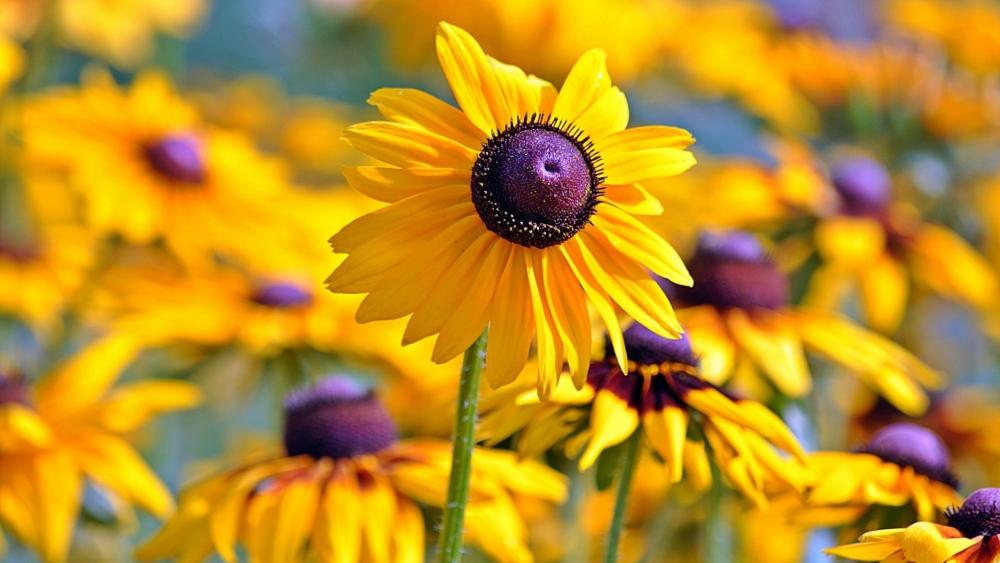 Yellow Blossoms of Radiant Rudbeckia wallpaper