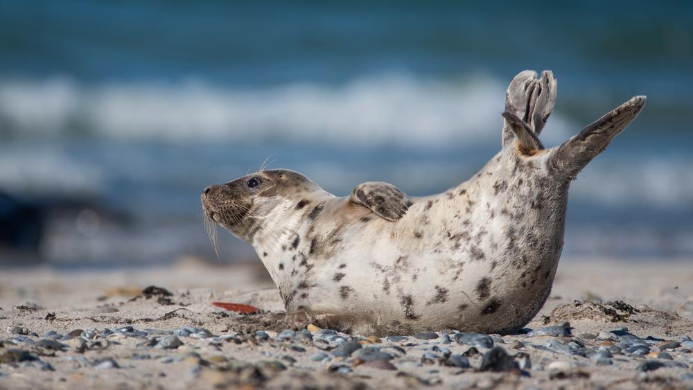 Cute Seal Relaxing on the Beach wallpaper