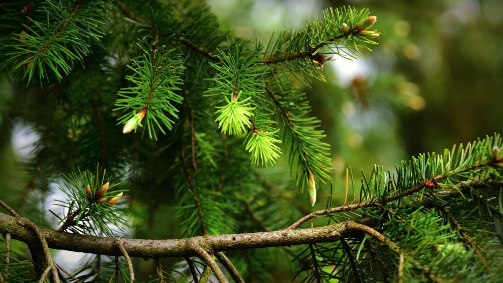 Pine Branch Elegance in Stunning Detail wallpaper