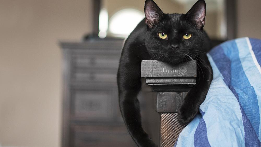 Relaxed Black Cat Chilling on Furniture wallpaper