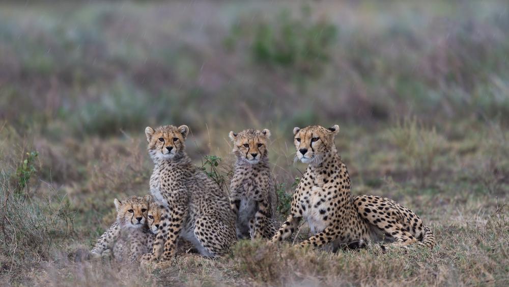 Cheetah Family in Natural Habitat wallpaper