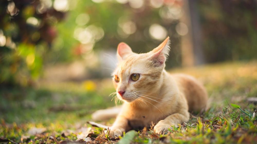 Ginger Cat in Sunlit Garden wallpaper
