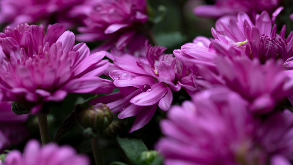 Pink Chrysanthemum Blooms Close-Up Harmony wallpaper