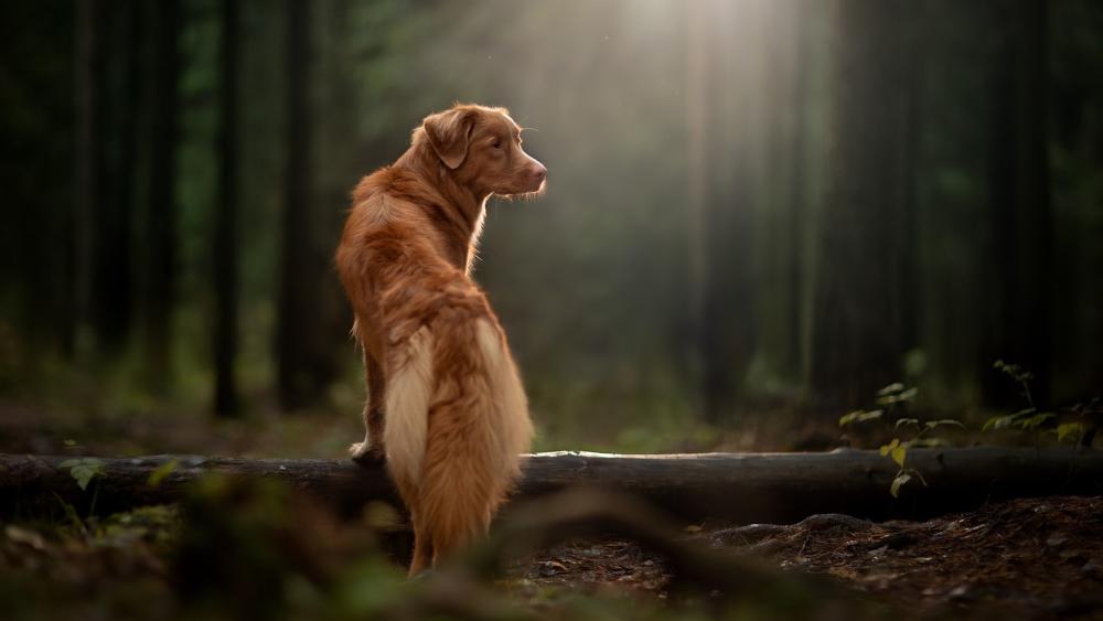 Golden Retriever in Enchanted Forest Light wallpaper