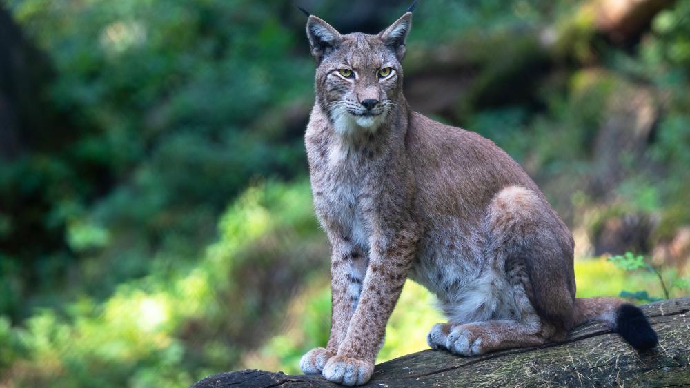 Majestic Lynx in Forest Serenity wallpaper