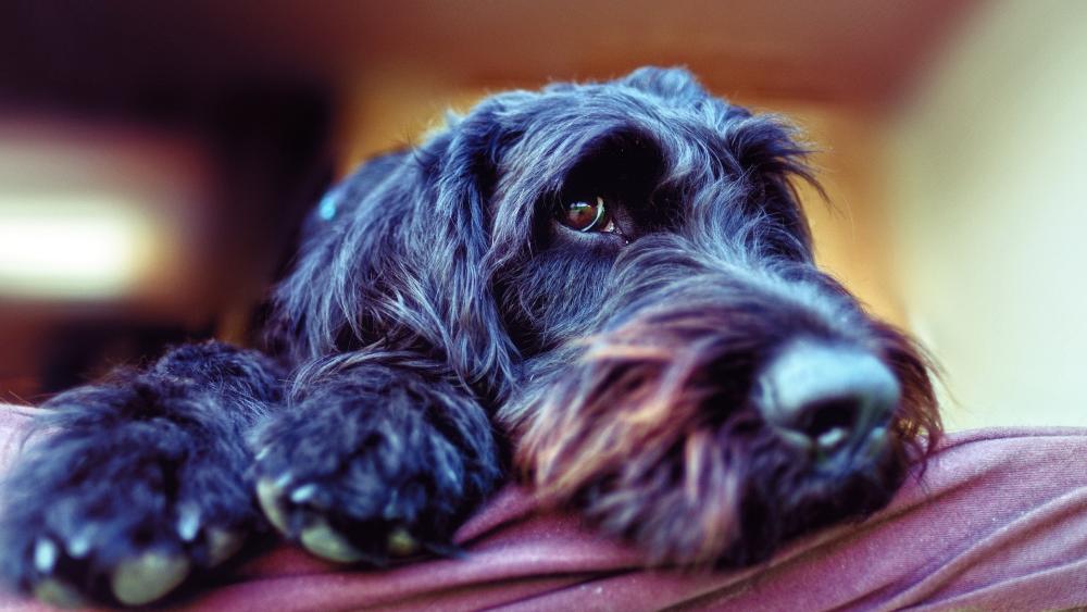 Gentle Gaze of a Black Dog wallpaper