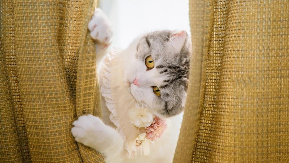 Playful Feline Peeking Through Curtains wallpaper