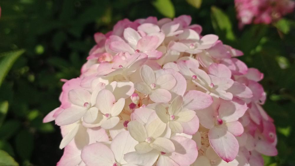 Hydrangea Blossom Beauty in Full Bloom wallpaper