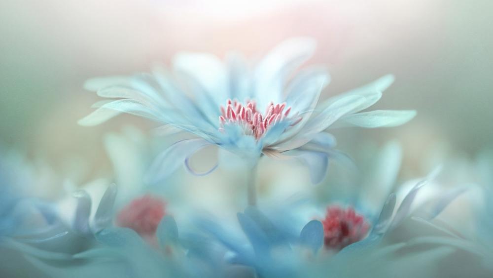Soft Elegance of White Petals in Bokeh Bliss wallpaper