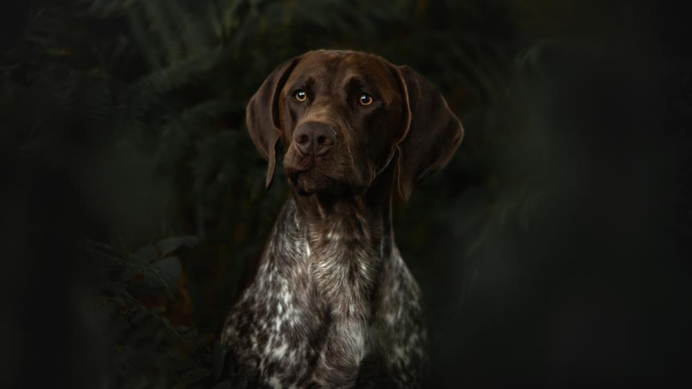Majestic German Shorthaired Pointer in 5K Clarity wallpaper