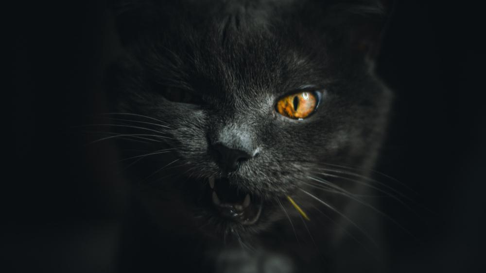 Black Cat Wink in the Dark wallpaper