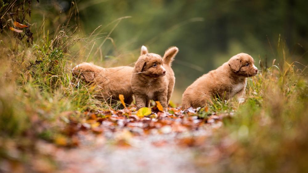 Three Adorable Retriever Puppies in Autumn Forest wallpaper