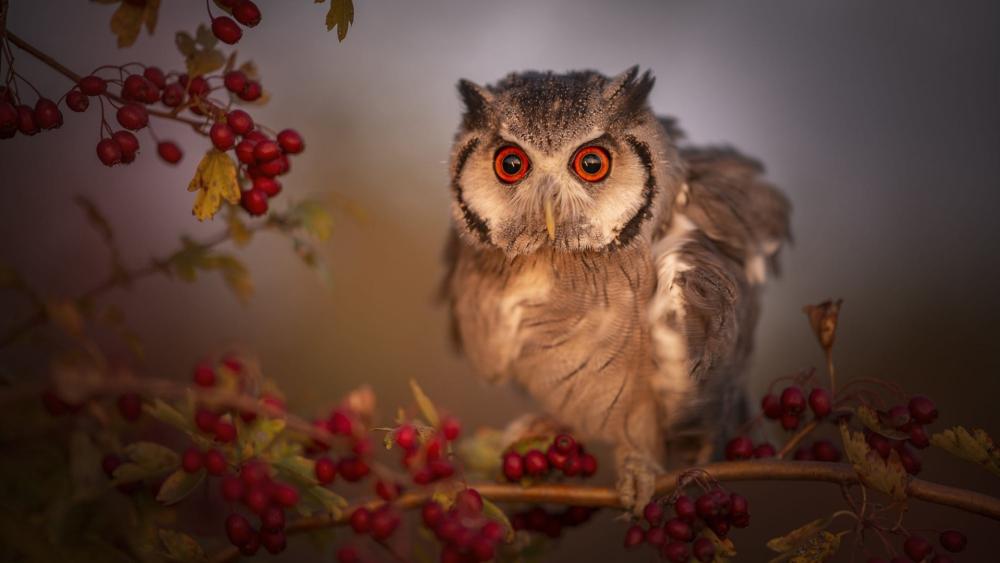 Long-Eared Owl Amidst Autumn Berries wallpaper