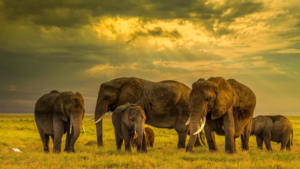 Elephants Roaming Under Golden Skies in 4K wallpaper