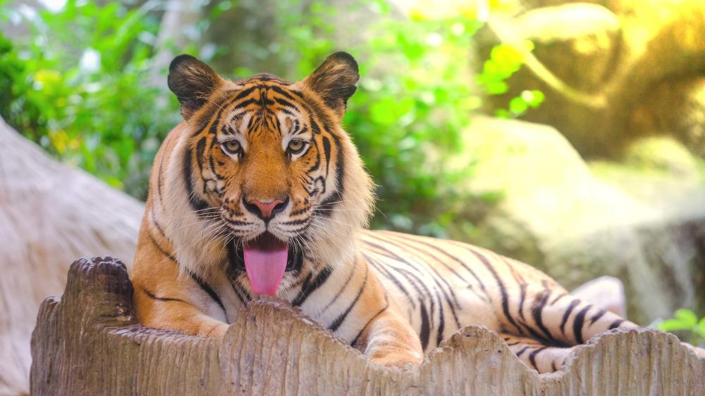 Tiger's Relaxing Moment in Nature wallpaper