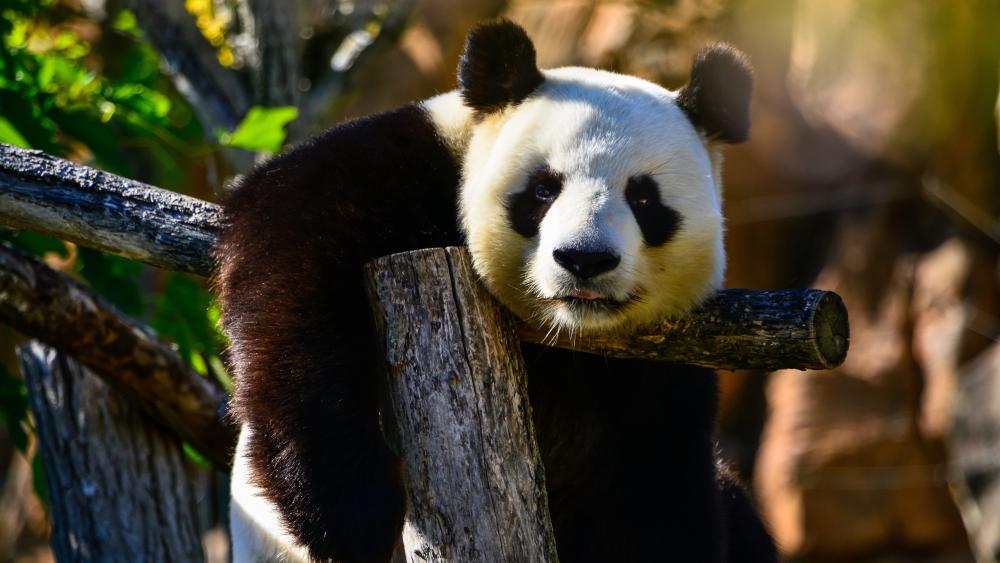Giant Panda Serenity in 4K wallpaper