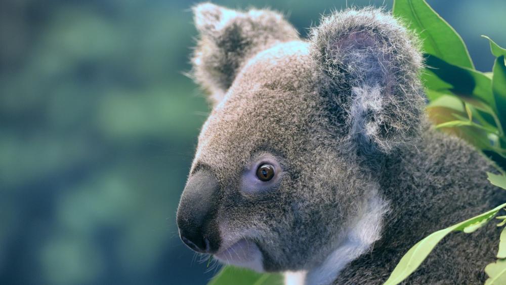 Koala's Gentle Gaze in Lush Greenery wallpaper