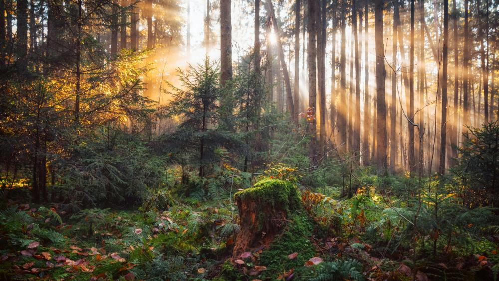 Enchanted Sunlit Forest Pathway wallpaper