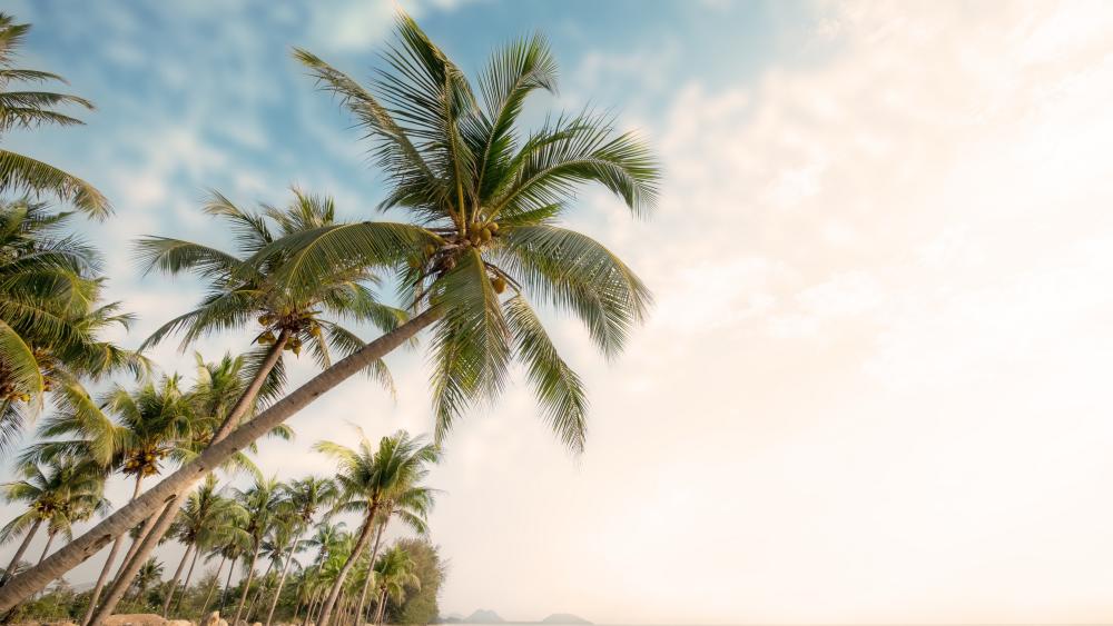 Tropical Paradise Escape wallpaper