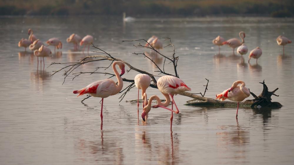 Flamingos in Harmony at Marzamemi Nature Reserve wallpaper