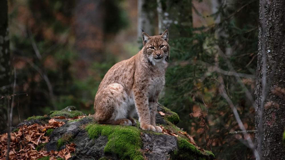 Majestic Lynx in Forest Habitat wallpaper