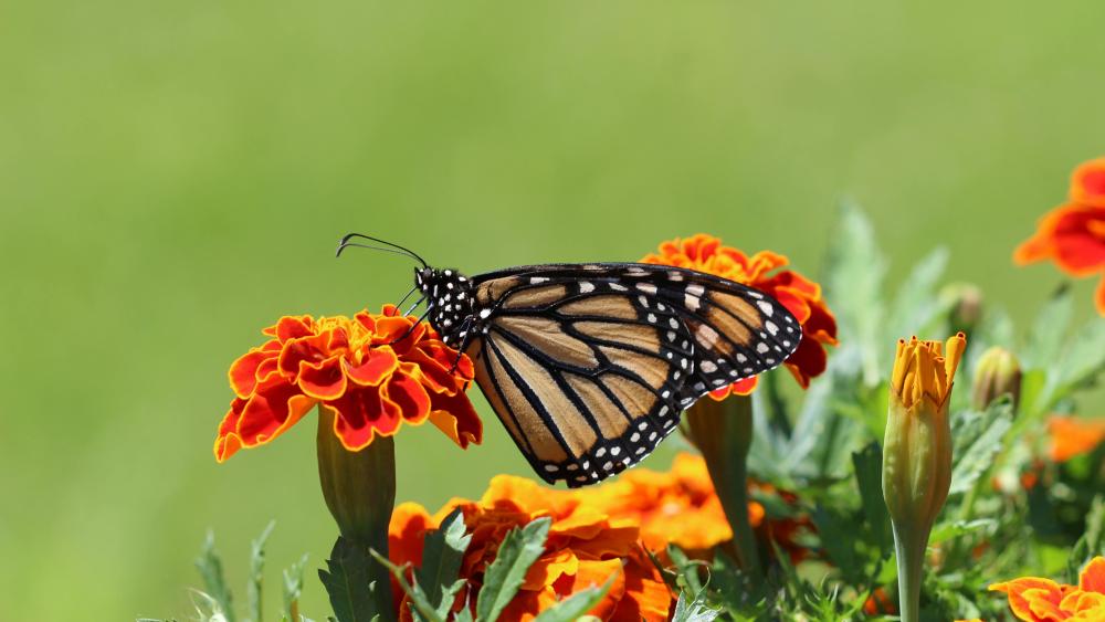 Monarch Butterfly on Vibrant Marigolds wallpaper