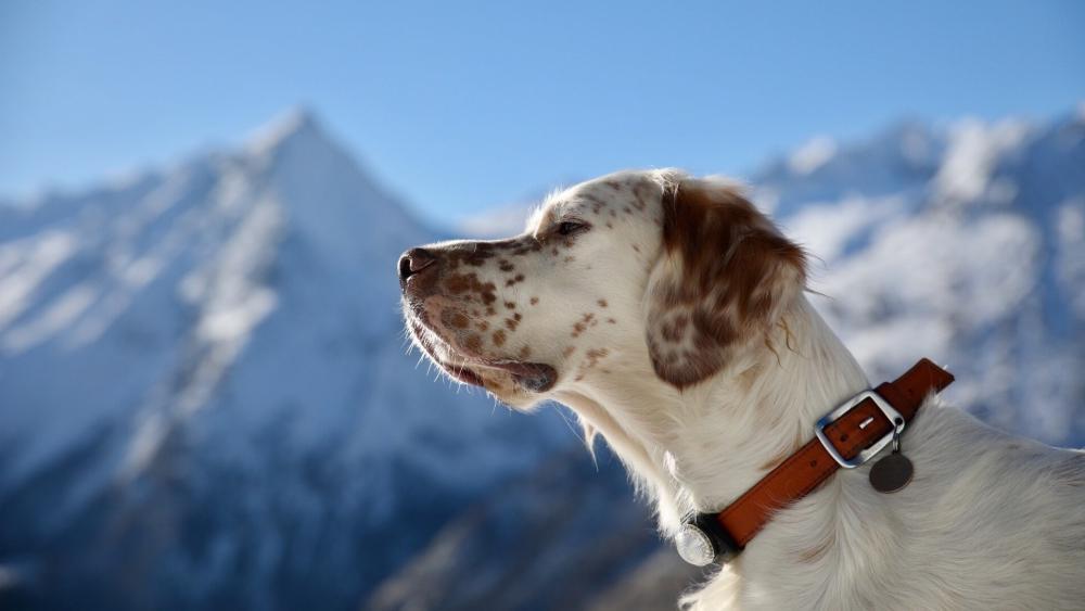 Majestic Setter in the Mountains wallpaper