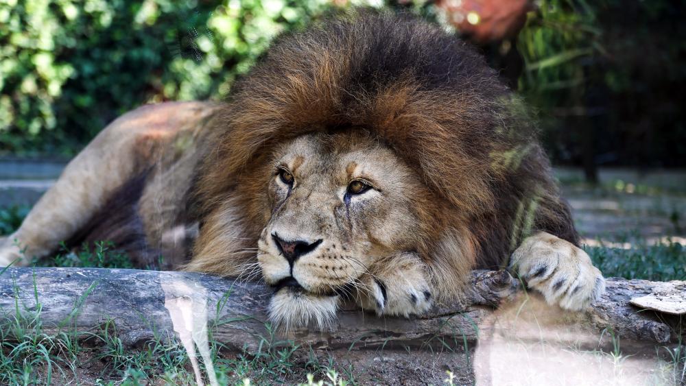 Regal Berber Lion Resting in Natural Habitat wallpaper