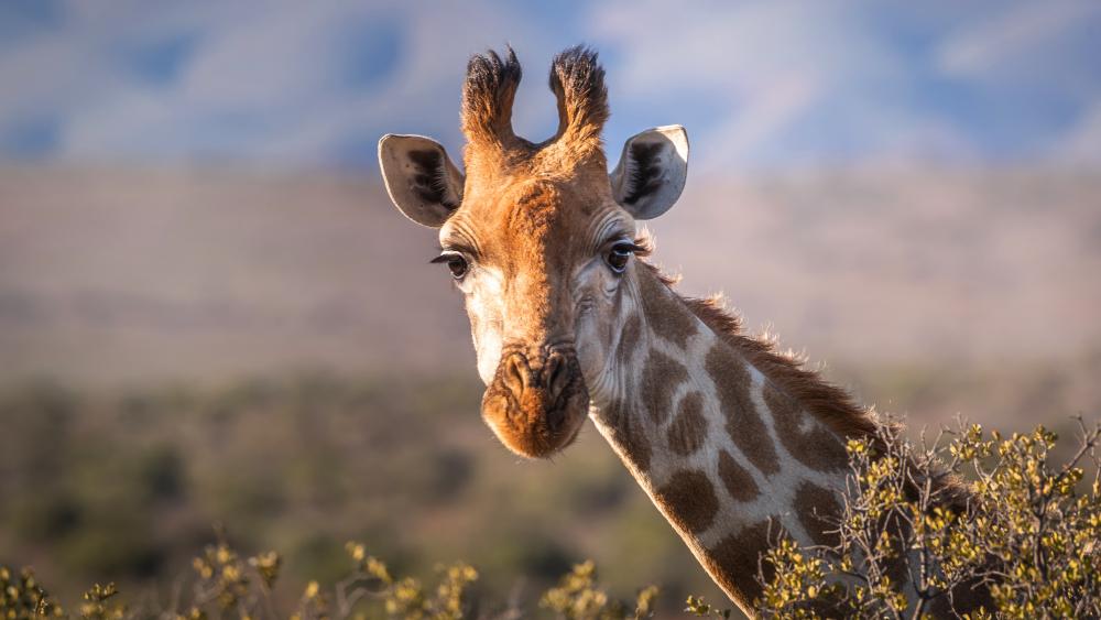 Graceful Giraffe in Natural Habitat wallpaper