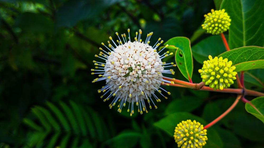 Buttonbush Elegance in Lush Greenery wallpaper