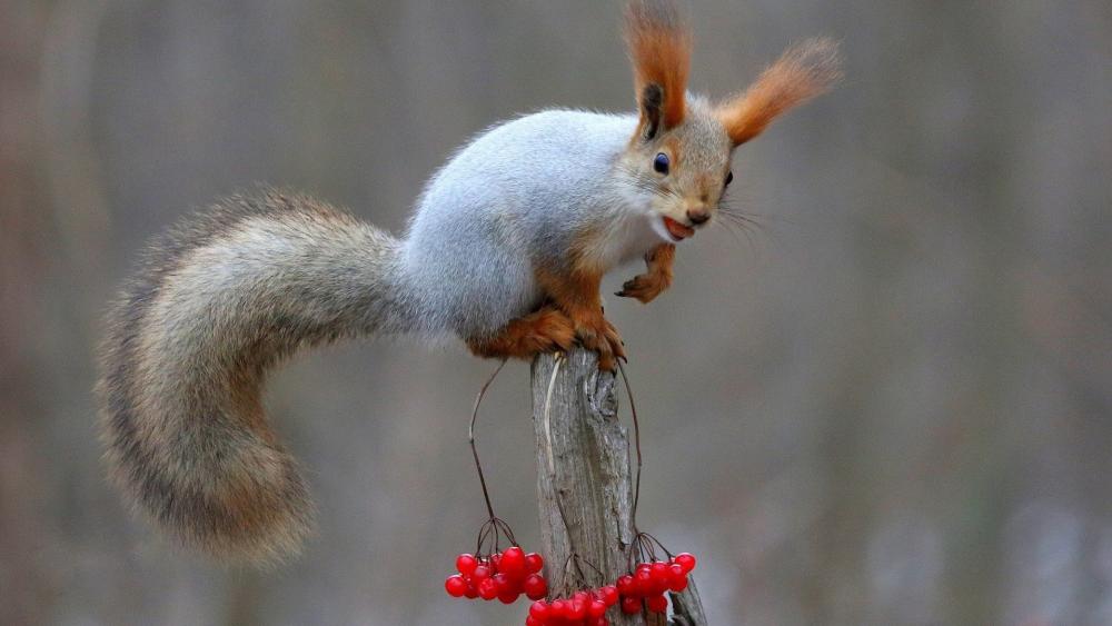 Adventurous Squirrel Perched atop a Berry-Laden Branch wallpaper