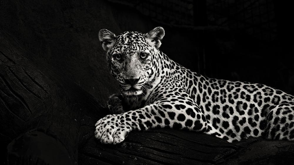 Majestic Leopard in Monochrome Elegance wallpaper