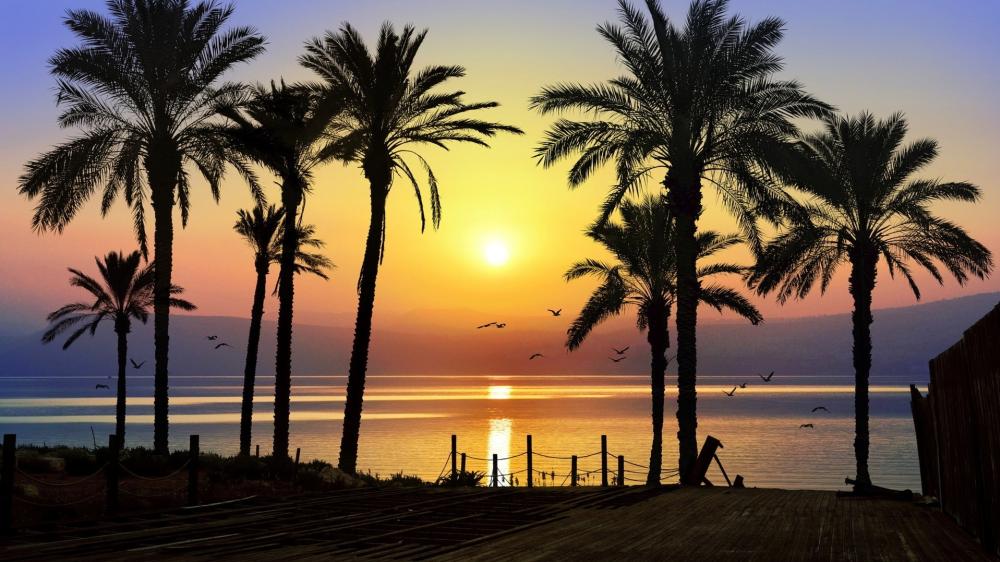 Sunset Serenity with Silhouetted Palms and Horizon wallpaper
