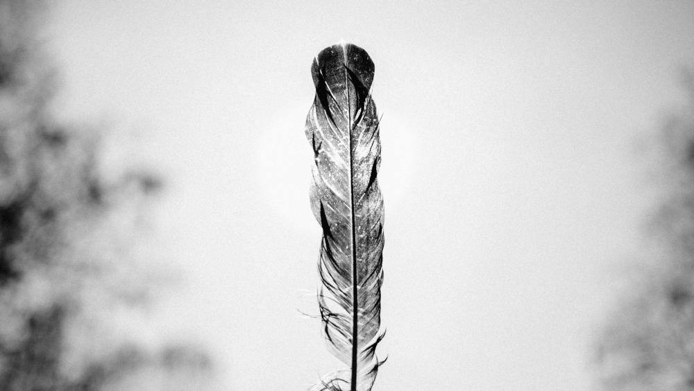 Black Feather wallpaper