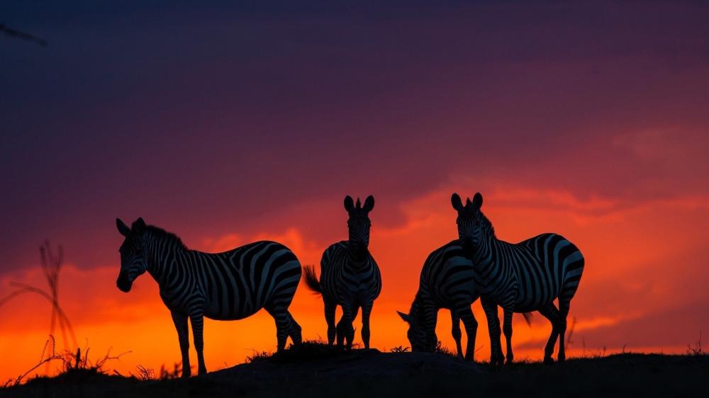 Zebras in the Dusk Glow of the Savanna wallpaper
