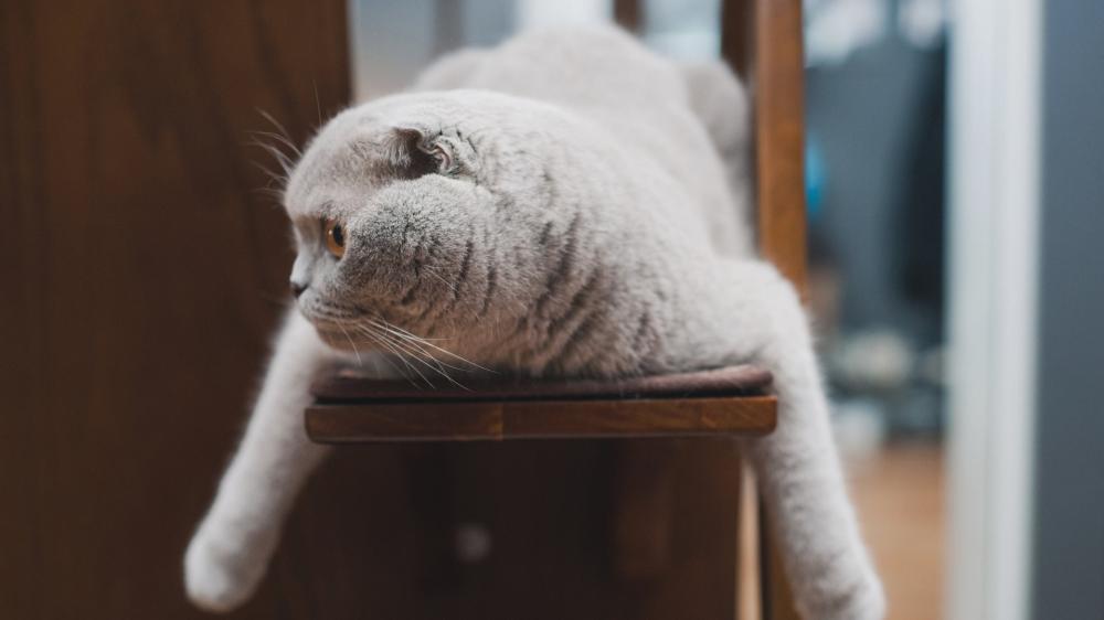 Relaxed British Shorthair Lounging on a Chair wallpaper